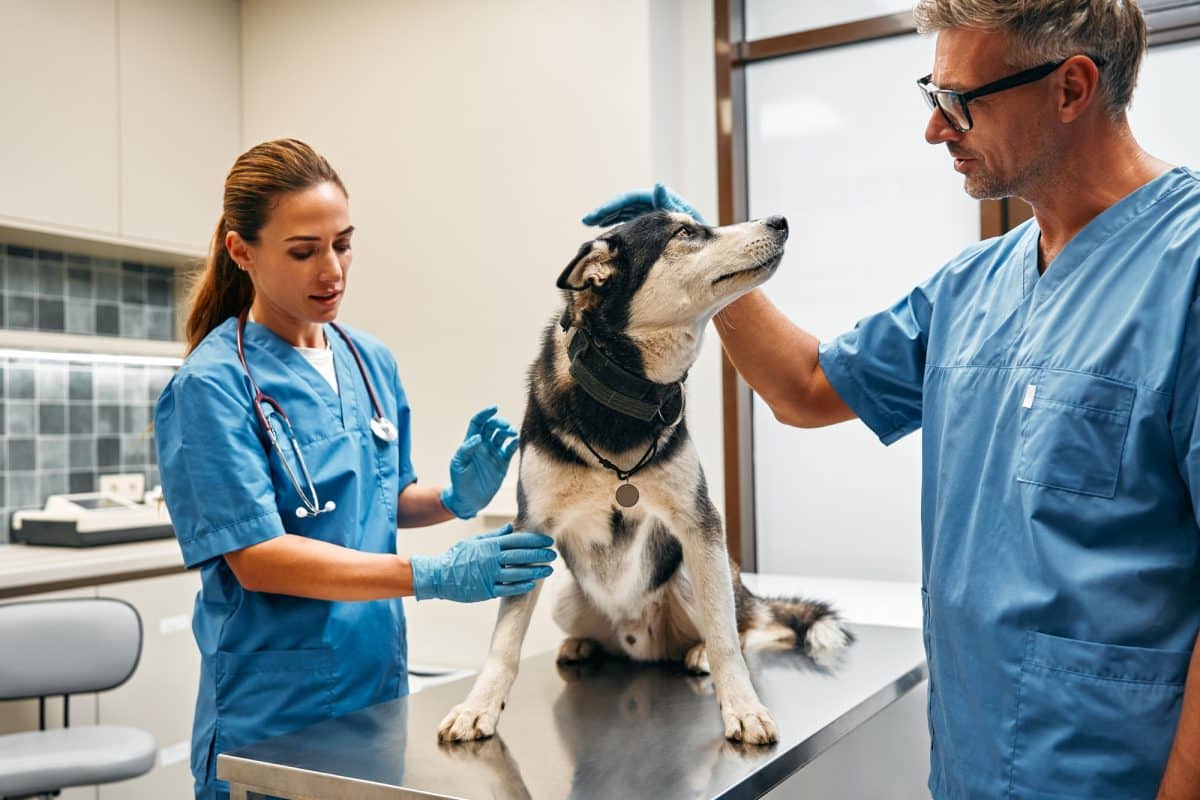 Animals for examination and treatment in the veterinary clinic