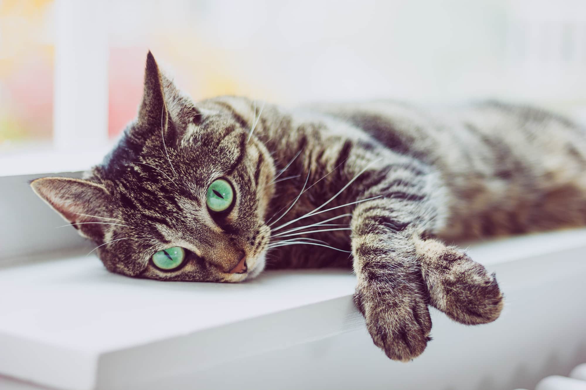 Cute tabby cat with green eyes lies on white windowsill.