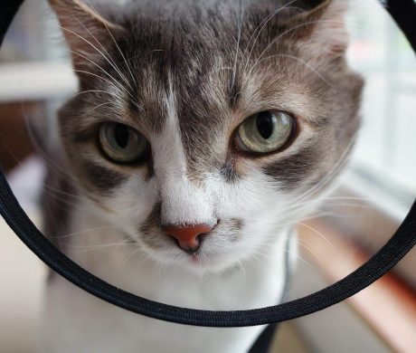 Beautiful pet cat in a veterinary collar after surgery close-up. Taking care of the Pets