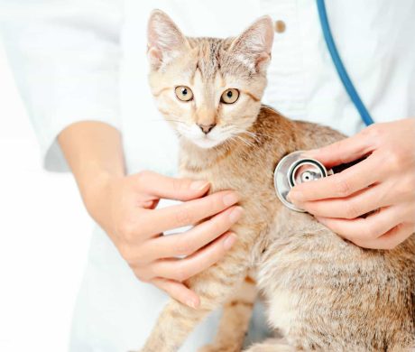 Unrecognizable female veterinary doctor checkup with stethoscope a cute kitten of ginger color, cat staring at camera.