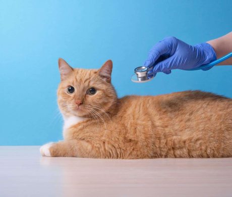 veterinarian listens to the heart and lungs of the cat with a stethoscope, the cat lies on the table, blue background, copy space, veterinary medicine concept