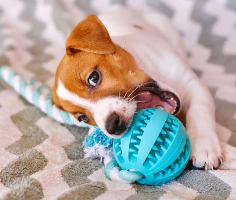 Cute Little Jack Russell Terrier puppy with teether ball. Six weeks Puppy playing with toy at home